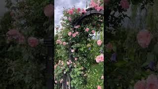 ‘Colette’  My favorite climbing rose.