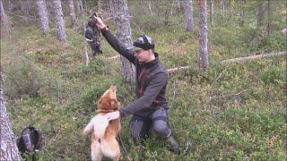 Metsäkanalinnun Metsästys Black Grouse Hunting 2021 Jakso 6