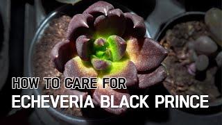 How to Care for Black Prince Echeveria Ultimate Guide