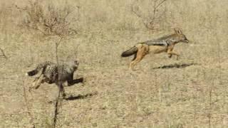 Cheetah cub chase jackal away from kill