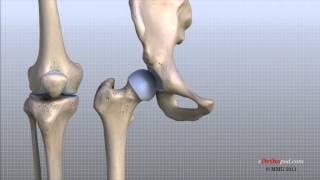 Knee Anatomy Animated Tutorial