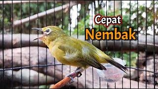 Sering Putar Suara Pleci Ini Agar Plecimu Cepat Nembak