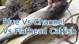 How to Tell the Difference Between a Blue Channel and Flathead Catfish