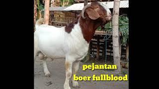 kawin silang antara kambing boer fullblood & Kambing Boer F1  cross