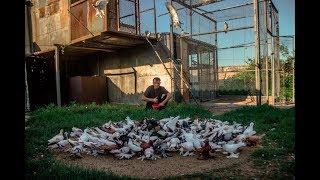 Уникальная Игра бойных голубей в Казахстане  Сергей Афанасьев  г.Павлодар  Казахстан 