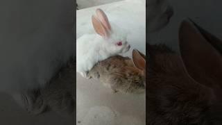 raber sex with lover #shortvideo #tiktok #rabbit #reels #viralreels #viral