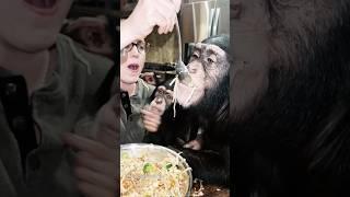 Angada Tara and Vānara eating #rice & #ricenoodles with #vegetables #chimp #chimpanzee #ape #monkey