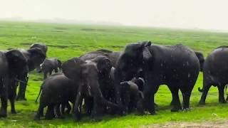 When An Elephant Gives Birth The Herd Rush To Celebrate With Her