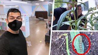 Packing Up Our Office And We Now Have Caterpillars? Quarantine Vlog