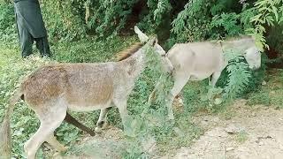 Donkey meeting first time try in village  #donkey mating