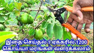 கவாத்து ஏன் மற்றும் எப்படி செய்யவேண்டும்  importance of pruning fruit trees