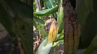 July 28 2023 corn video