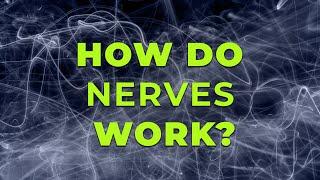 How Nerves Are Connected in Our Body?  Dr Holly Lucille ND & PureHealth Research