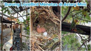 Telur burung lovebird menetas di aviary mini