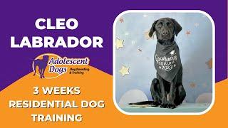 Cleo the Labrador - 3 Weeks Residential Dog Training