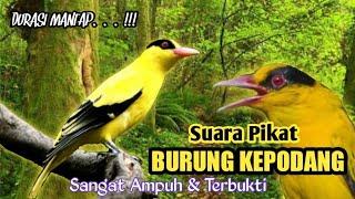 Suara Pikat Burung Kepodang. Sangat Ampuh & Terbukti.