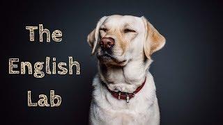 10 English Lab Facts Every Labrador Dog Owners Should Know