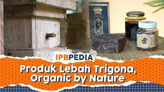 IPB Pedia Produk Apartemen Lebah Trigona yang Penuh Manfaat