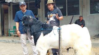 TIGA EKOR MATERI KAMBING PEJANTAN KANG SABAR KALIGESING