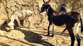 Man meeting  donkey meeting  Female donkey Animal Meeting #animals