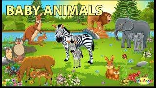 Baby Animals Names and Sounds