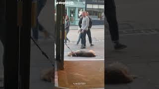 Pub-loving Dog Refuses to Walk Past Without a Pint  Dogtooth Media