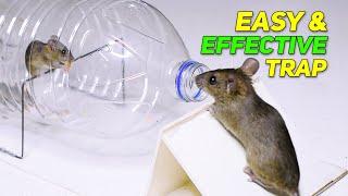 Best Humane RatMouse Trap Homemade - Biggest Rat Trap Ideas