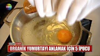 Organik yumurtayı anlamak için 5 ipucu