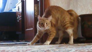 Adrenaline Cats  Funny Cat Video Compilation 2020