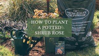 Planting a Potted Rose by David Austin Roses