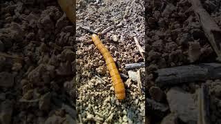 Cute caterpillar went for a walk  #shorts