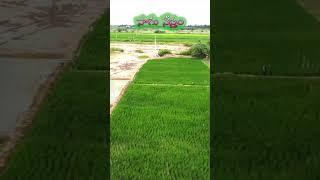 వరి పంట  Drone Video  సాగు నేస్తం  vari farming  rice farming  rice cultivation  #agriculture