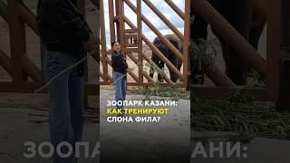 Казанский зоопарк трюки от слона Филимона и секреты жизни животного в зоопарке #казань #зоопарк