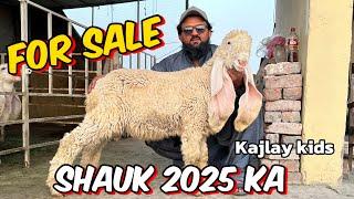 Kajlay kids 2025 Ka SHAUK  for sale  aamir bhai ka shauk