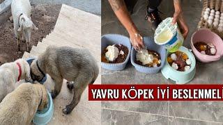 KANGALLARIMIN SABAH KAHVALTISI YAVRU KÖPEK BAKIMI ÇOK ÖNEMLİ