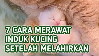 Cara Merawat Induk Kucing Setelah Melahirkan