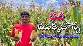 Mokkajonna Sagu  యాసంగి మొక్కజొన్న సాగులో మెళకువలు  Rabi Season Crops  Maize Cultivation  Corn 
