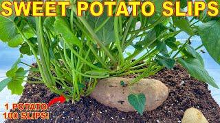 Turn ONE Sweet Potato Into 100 LBS Of Sweet Potatoes By Growing SWEET POTATO SLIPS Complete Guide