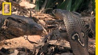 Cobra vs. Monitor Lizard  National Geographic