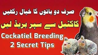 Cockatiel Top 5 Breeding Tips 2023 l Cockatiel breeding