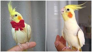 Cockatiel Best Singing and  Talking Companion in the World  Cockatiel Singing  training video 2020