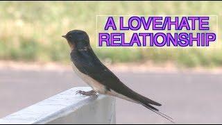 Barn Swallows Nesting NARRATED