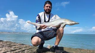 Sharks at South Padre Island jetties