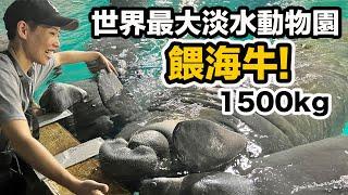 去新加坡找動物海牛 巨魟 電鰻 巨獺 美洲豹 世界瀕危珍稀物種River Wonders世界最大淡水動物園