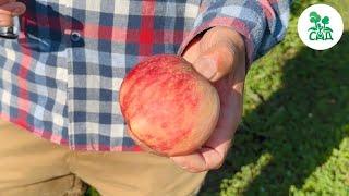 Яблоня колоновидная ВАСЮГАН. Компактный высокоурожайый морозоустойчивый сорт.