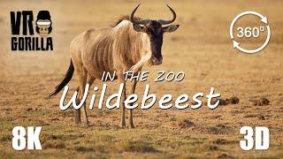VR in the Zoo White-Bearded Wildebeest short- 8K 360 3D