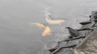 One smart green heron. Using bread as bait to catch fish.