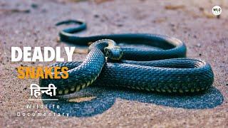 Deadly Snakes - Canada and Indonesia हिन्दी डॉक्यूमेंट्री  Wildlife documentary in Hindi