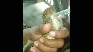 squirrel feeding time love this pet #squrrel #feeding #shortsplease subscribe and support