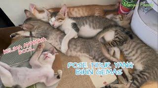 Pose Tidur Siang Kitten yang Menggemaskan 